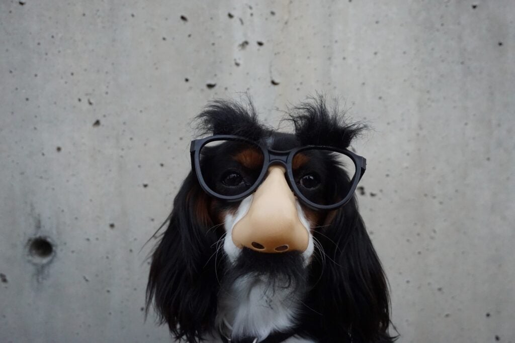 Dog wearing Groucho Marx Mask