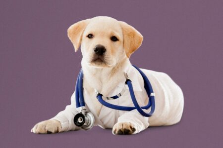 Photo of dog with lab coat and stethoscope