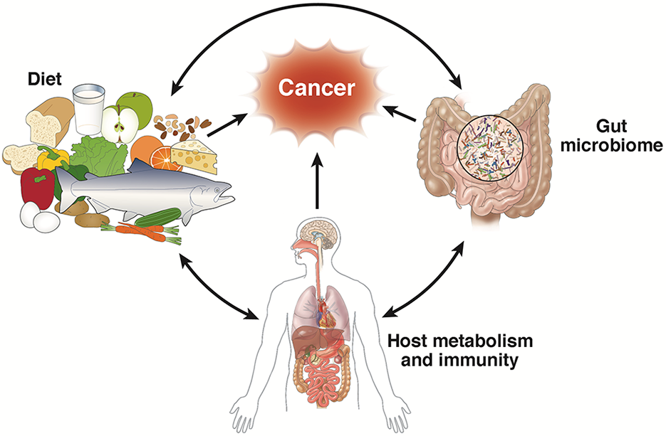 Diet/Lifestyle, Gut Microbiome, and Cancer Prevention and Treatment