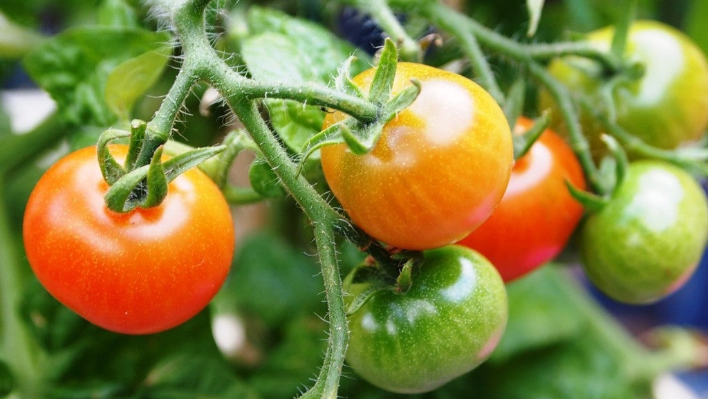 tomatoes_on_vine