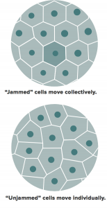 Jammed Cancer Cells
