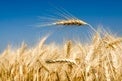 whole grains small (wheat_field.jpg)